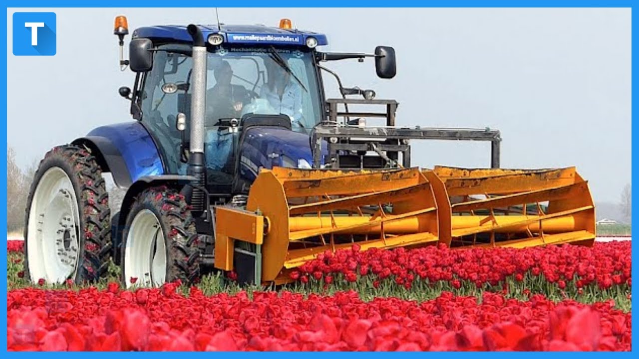 The Satisfying Process of Tulip Production Using Modern Machines
