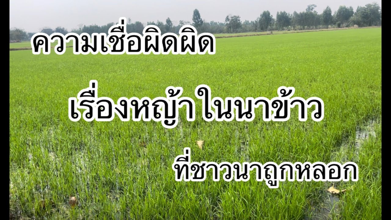 บอกแล้วหญ้าในนาข้าวเยอะ