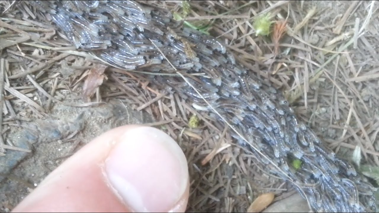 Tausende Mini-Maden / Thousands of tiny maggots / Sciara Militaris, Heerwurm, Trauerm&uuml;cke, Armyworm