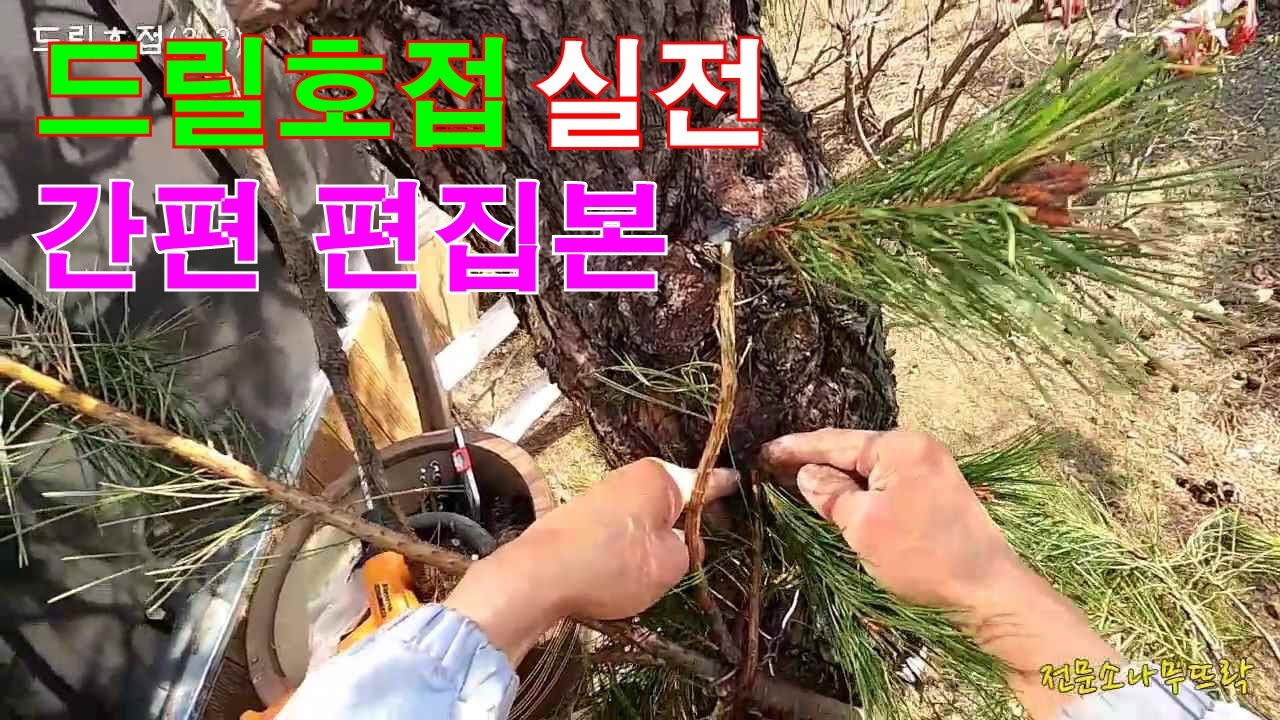 드릴호접 실전 영상 - 외피가 두꺼운 소나무에 필요한 접목법입니다. #소나무접목법 #소나무수형 #특수목 #소나무 #정원관리 #드릴호접목