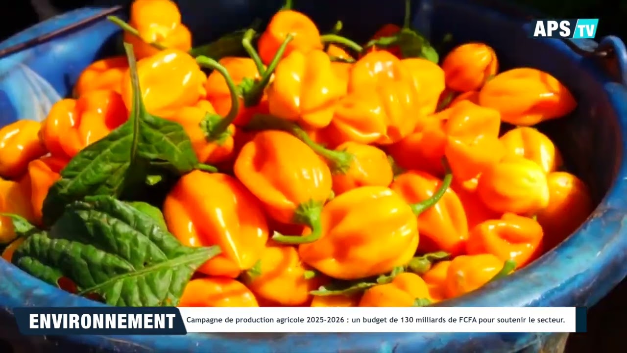 Campagne de production agricole 2025-2026 : budget de 130 milliards de FCFA pour soutenir le secteur