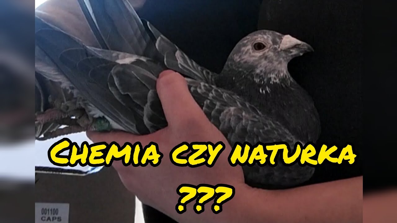 S3: E:4: Suplementy w hodowli 💚 Zobacz jakie suple dostają moje gołębie 😋 Chemia, czy natura? 🫣🫣🙄