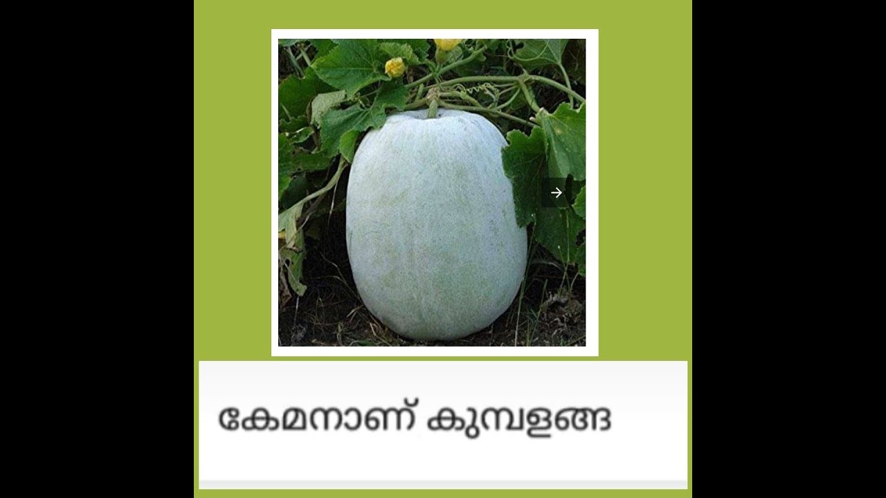157. Ash gourd - Health benefits. #lowcalorie#weightloss#immune booster