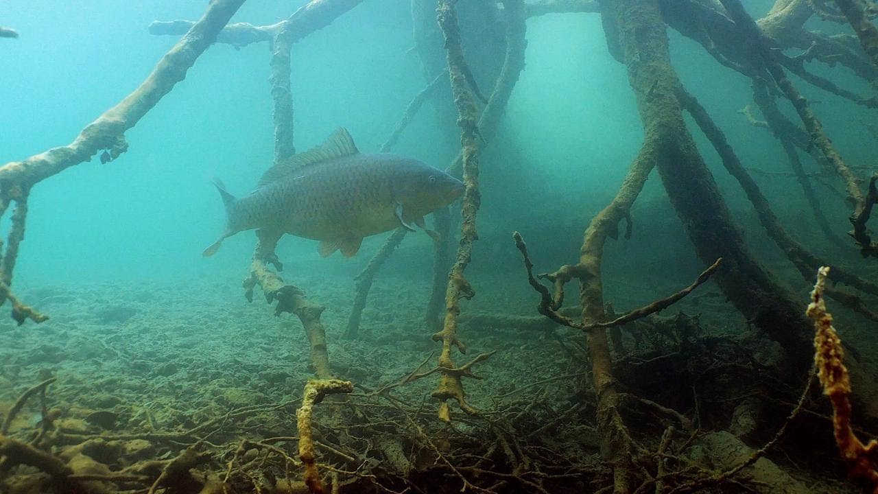 FISHMINE Staffel 4 &ndash; Haldensee Trailer | 4K Naturfilm &ndash; Unter den Gipfeln