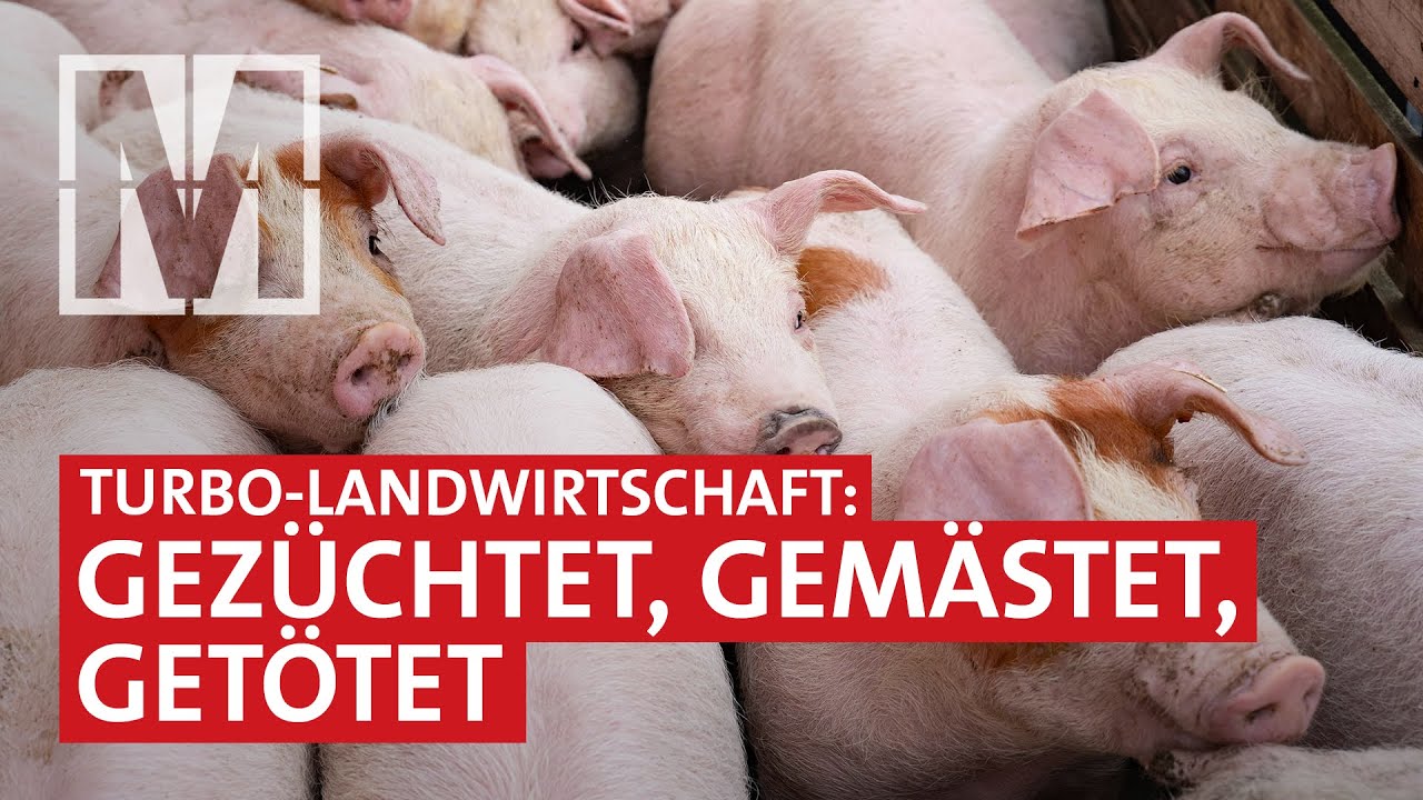 Hochleistungs-Landwirtschaft auf Kosten von Tier und Natur – MONITOR