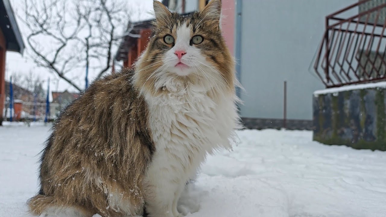 Cats Exploring the Snow ❄️🐾