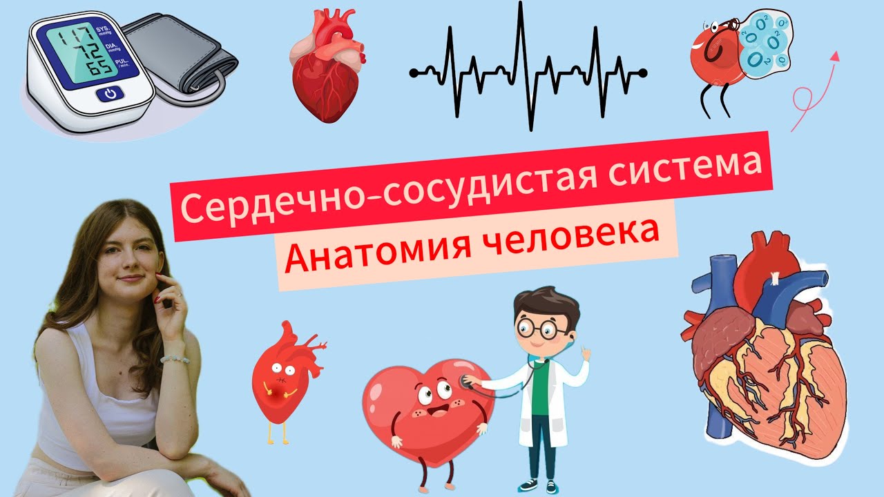 Сердечно-сосудистая система | Анатомия человека | Круги кровообращения | ОГЭ и ЕГЭ по биологии