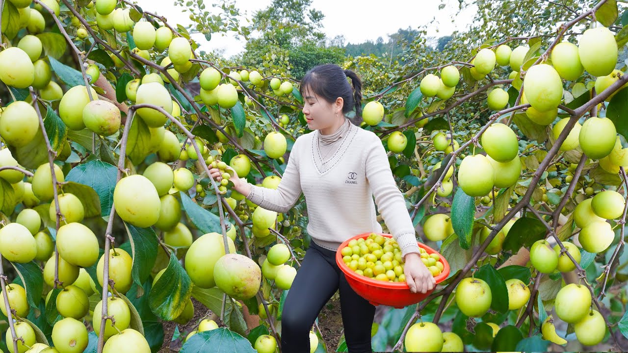 Use New Motorbike To Harvest Many Sweet Apples To Sell People - Living With Nature | My Bushcraft