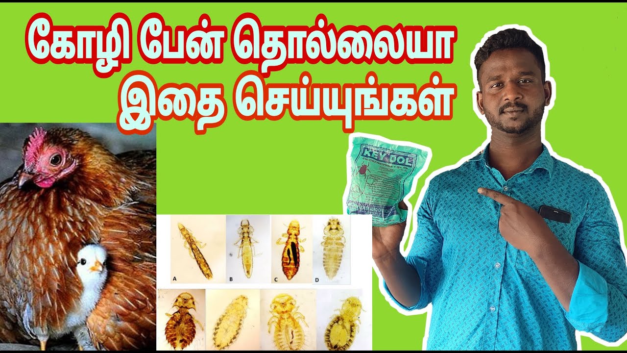 கோழி பேன்