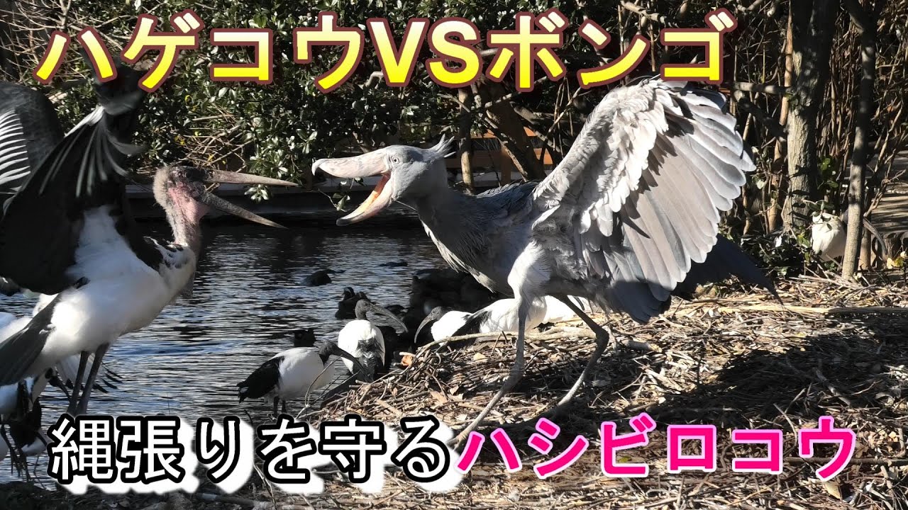 ハシビロコウVSハゲコウ　ボンゴ縄張りを守る　#ハシビロコウ　#ボンゴ　#shoebill　#funny bird
