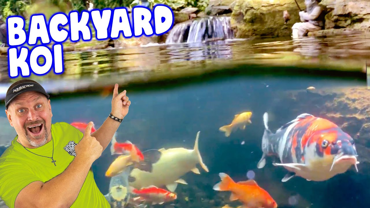 Wetland Filtration for *BACKYARD KOI POND*
