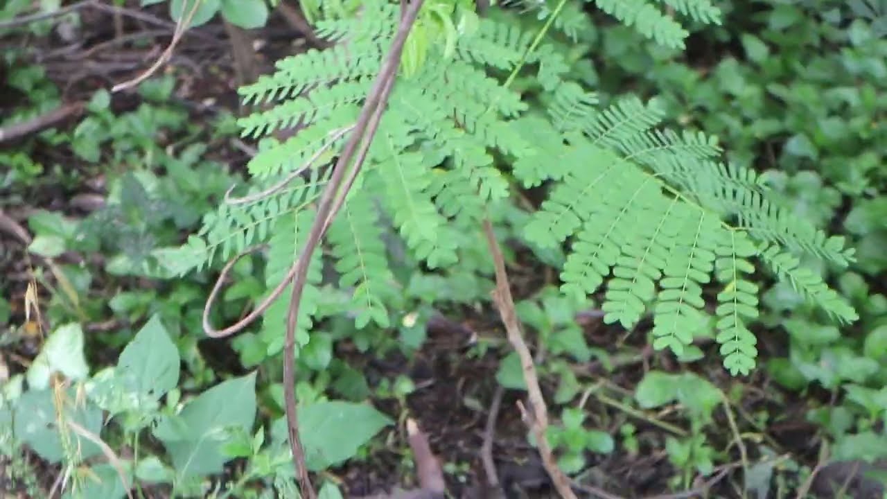 Recovery of Dr Rom's Bird Sanctuary after the 2023 destruction
