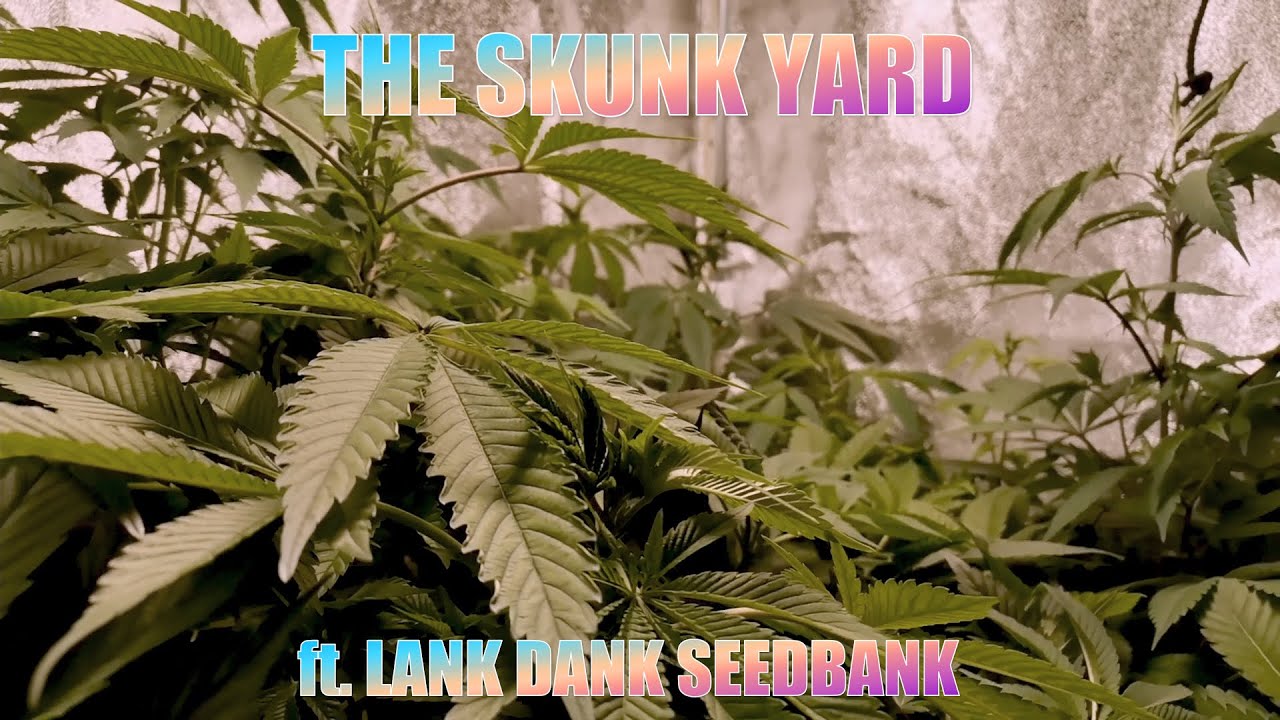 The Skunk Yard ft Lank Dank Seed Bank