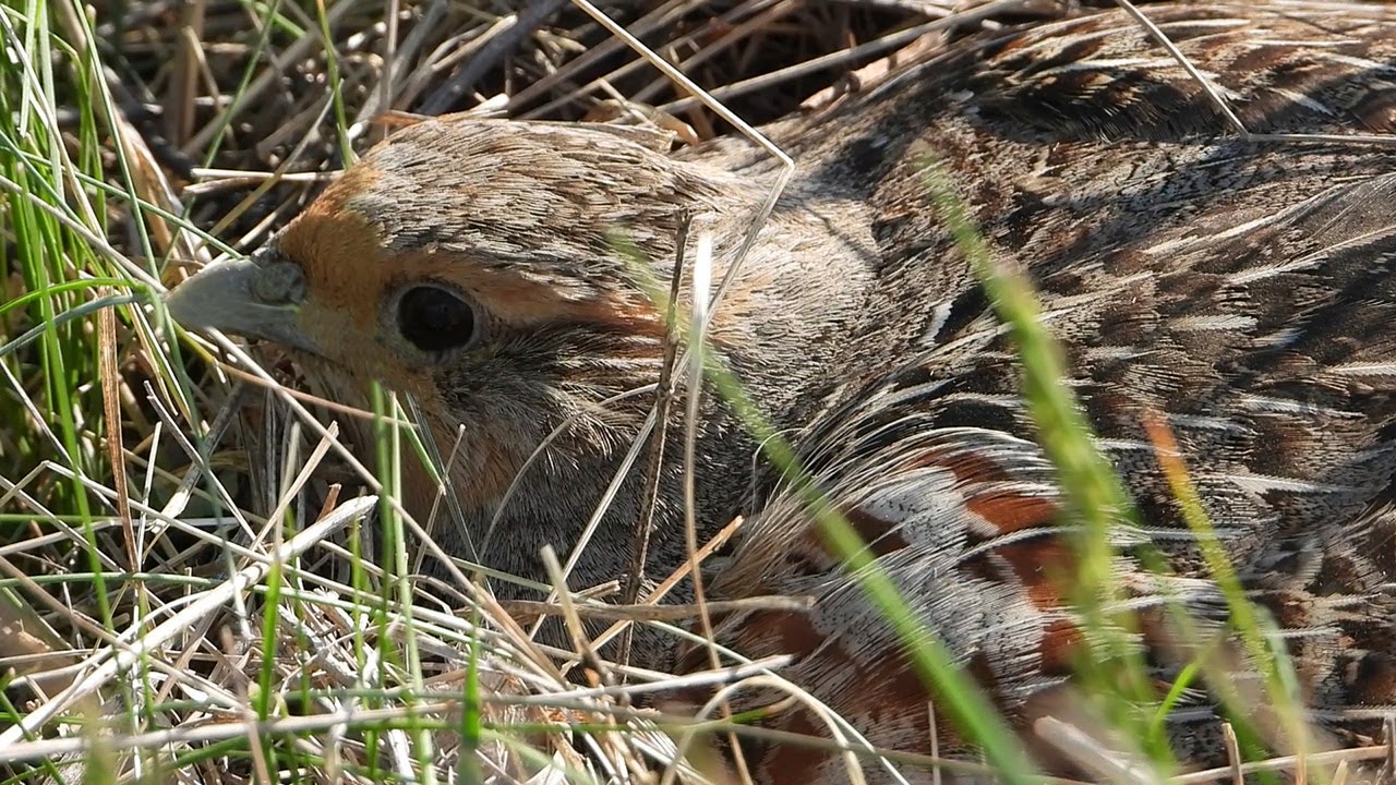 Куропатка на гнезде / Grey partridge nest