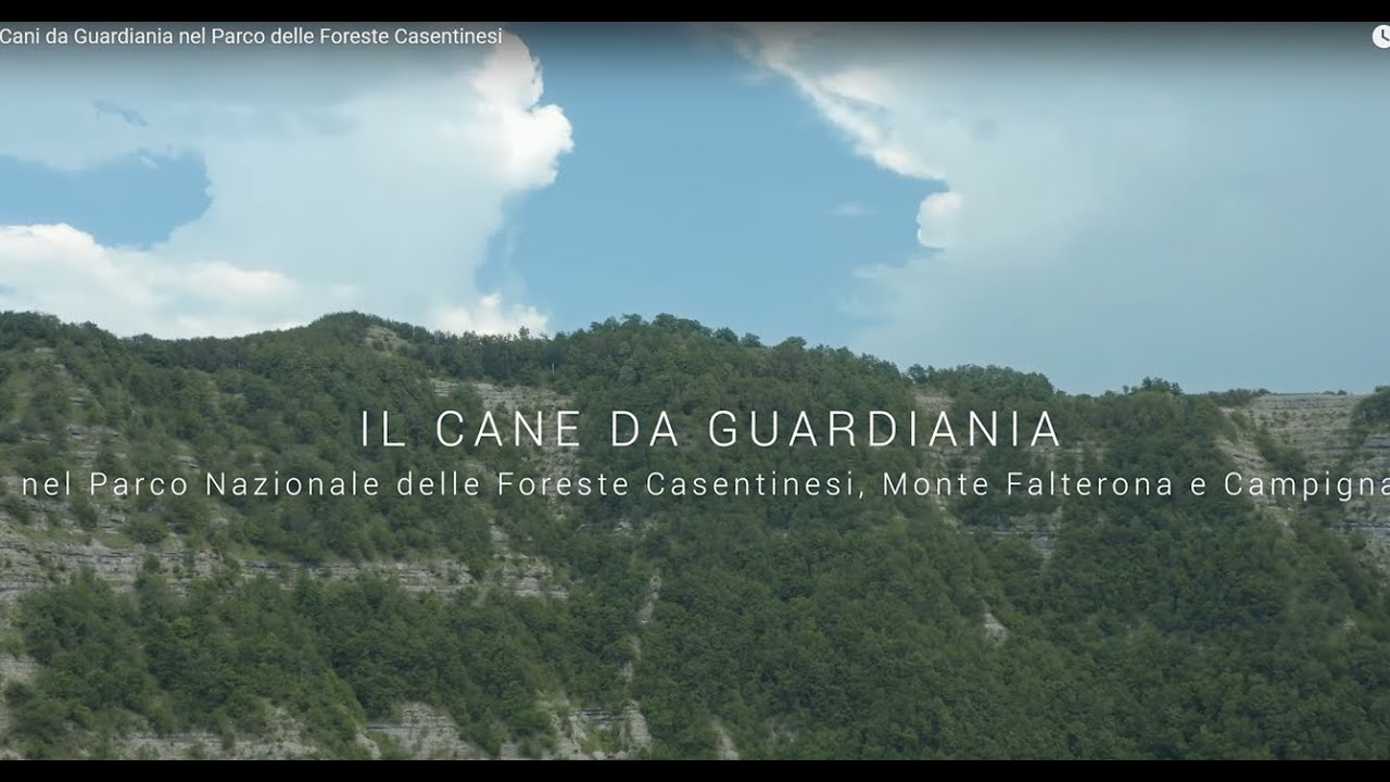 I Cani da Guardiania nel Parco delle Foreste Casentinesi