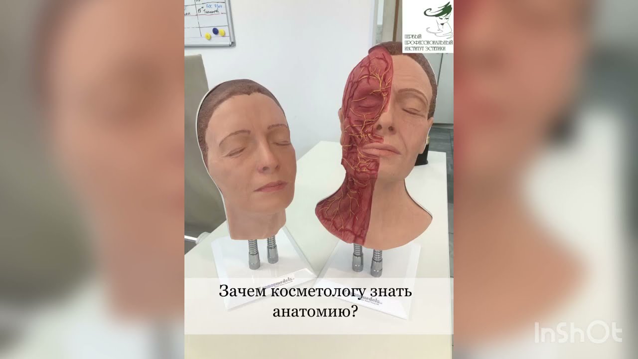 Анатомия лица для косметологов