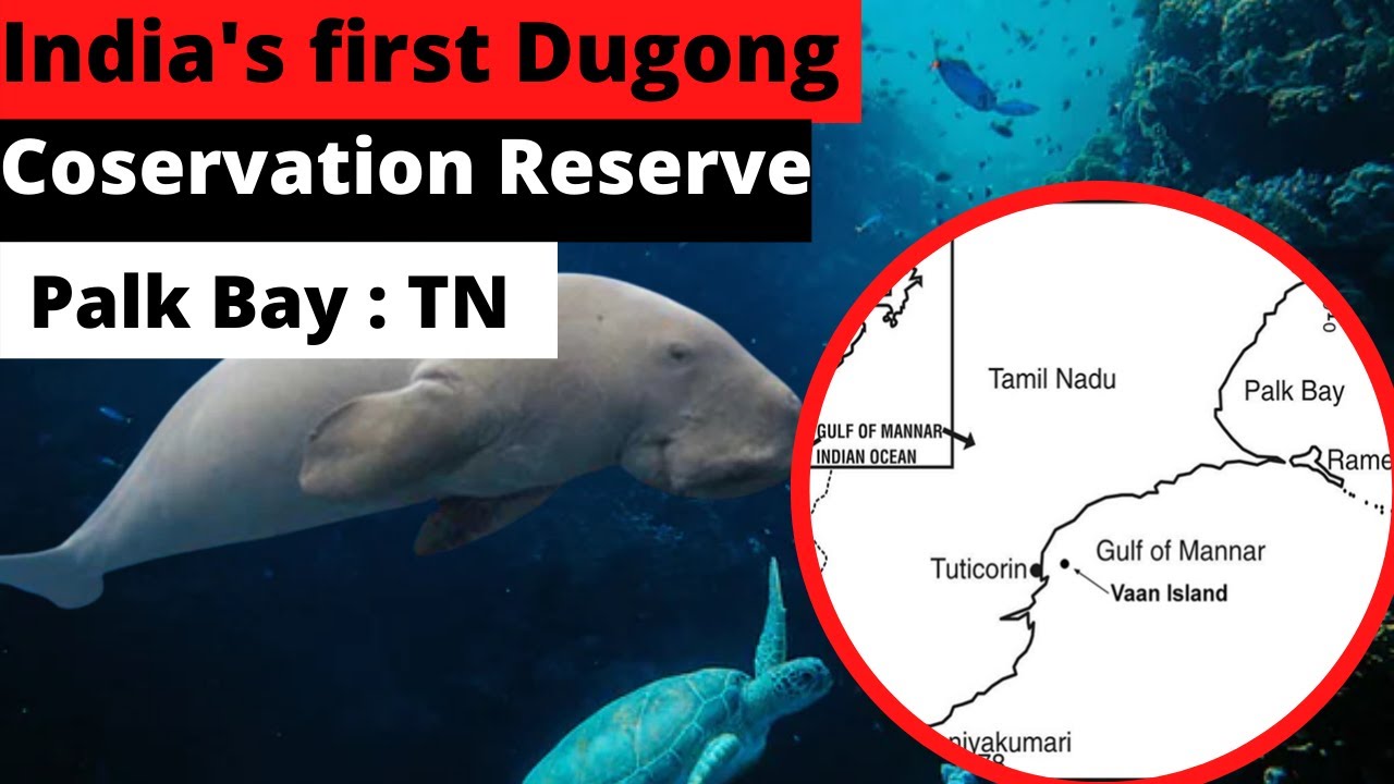 Dugong | India's First Conservation reserve For Dugong | News simplified | ForumIAS