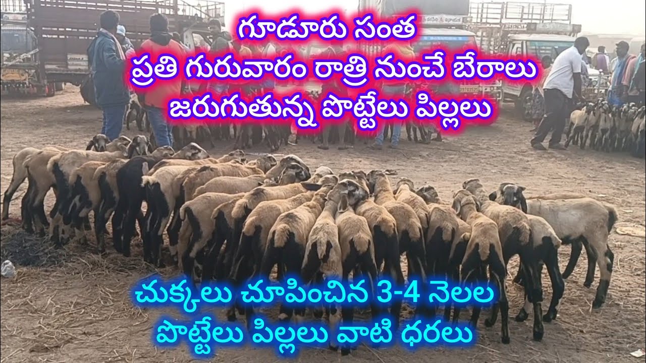 గూడూరు సంతలో చుక్కలు చూపిస్తున్న పొట్టేలు పిల్లలు ధరలు#gudur sheep goats market 30-1-2026