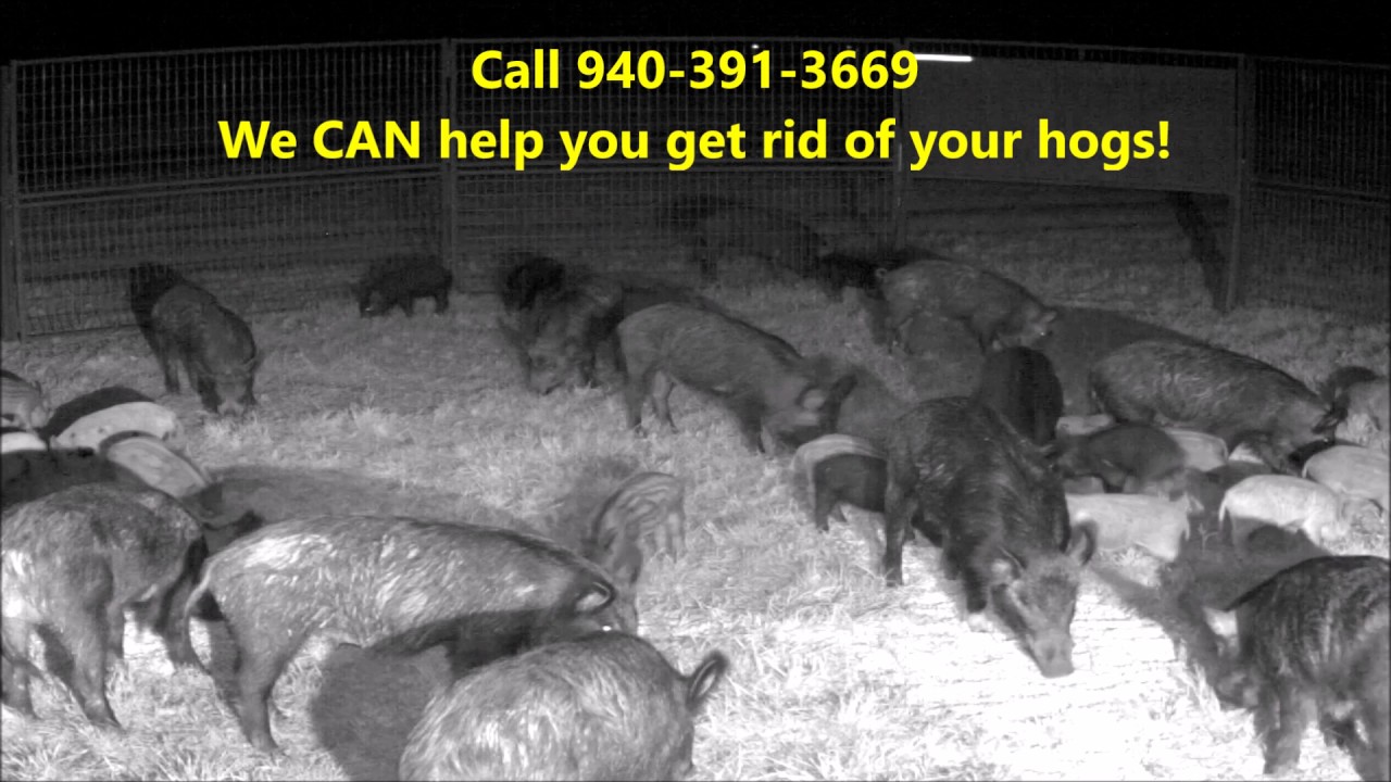 Farm and Home Damage by HOGS
