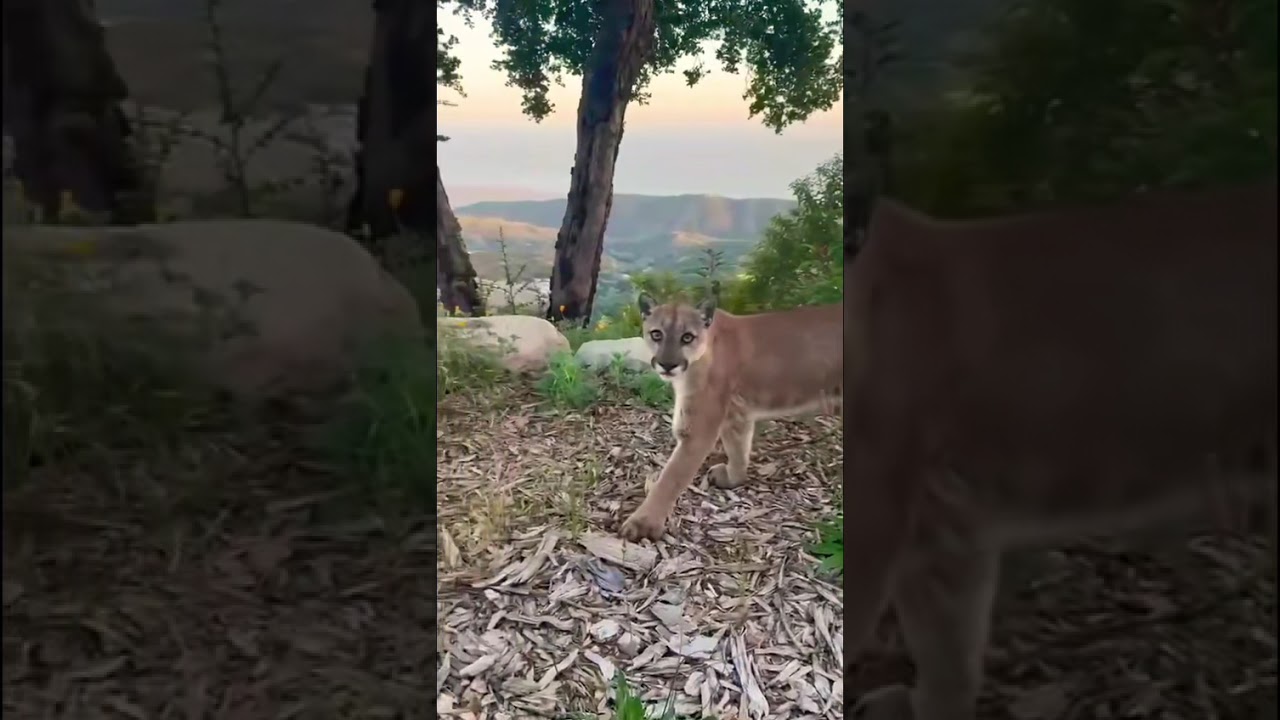 🐾 Backyard Growl: Mountain Lion in Santa Barbara!