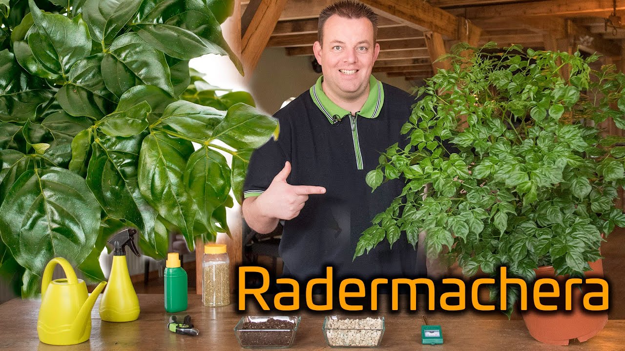 Tips voor de verzorging van je Radermachera