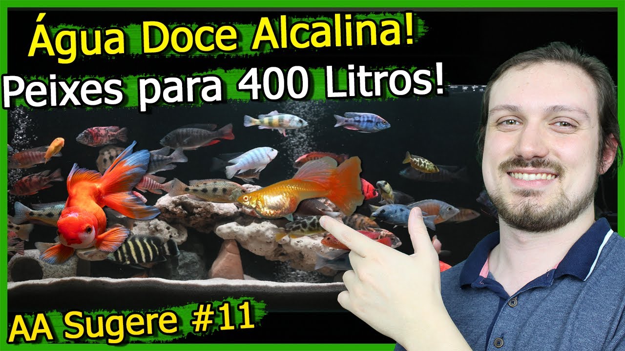 Peixes para Aquário de 400 Litros de Água Alcalina! - AA Sugere #11