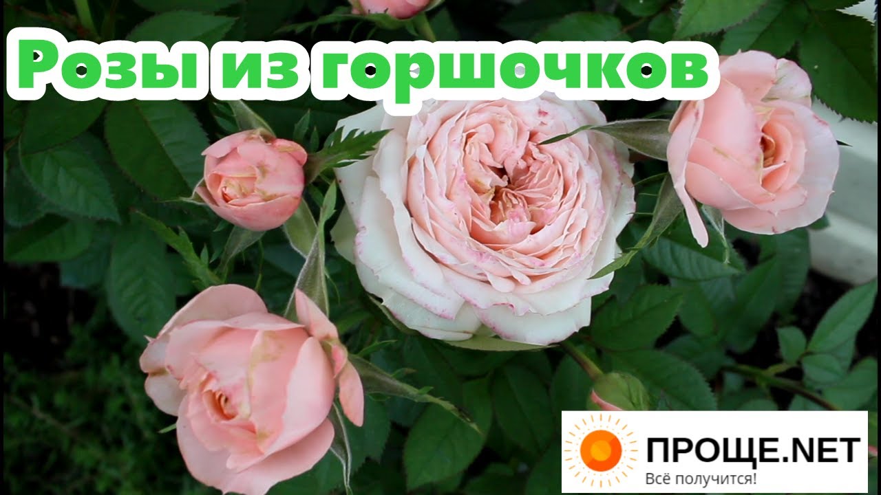 Рекомендую розы Кордана высаживать в сад!
