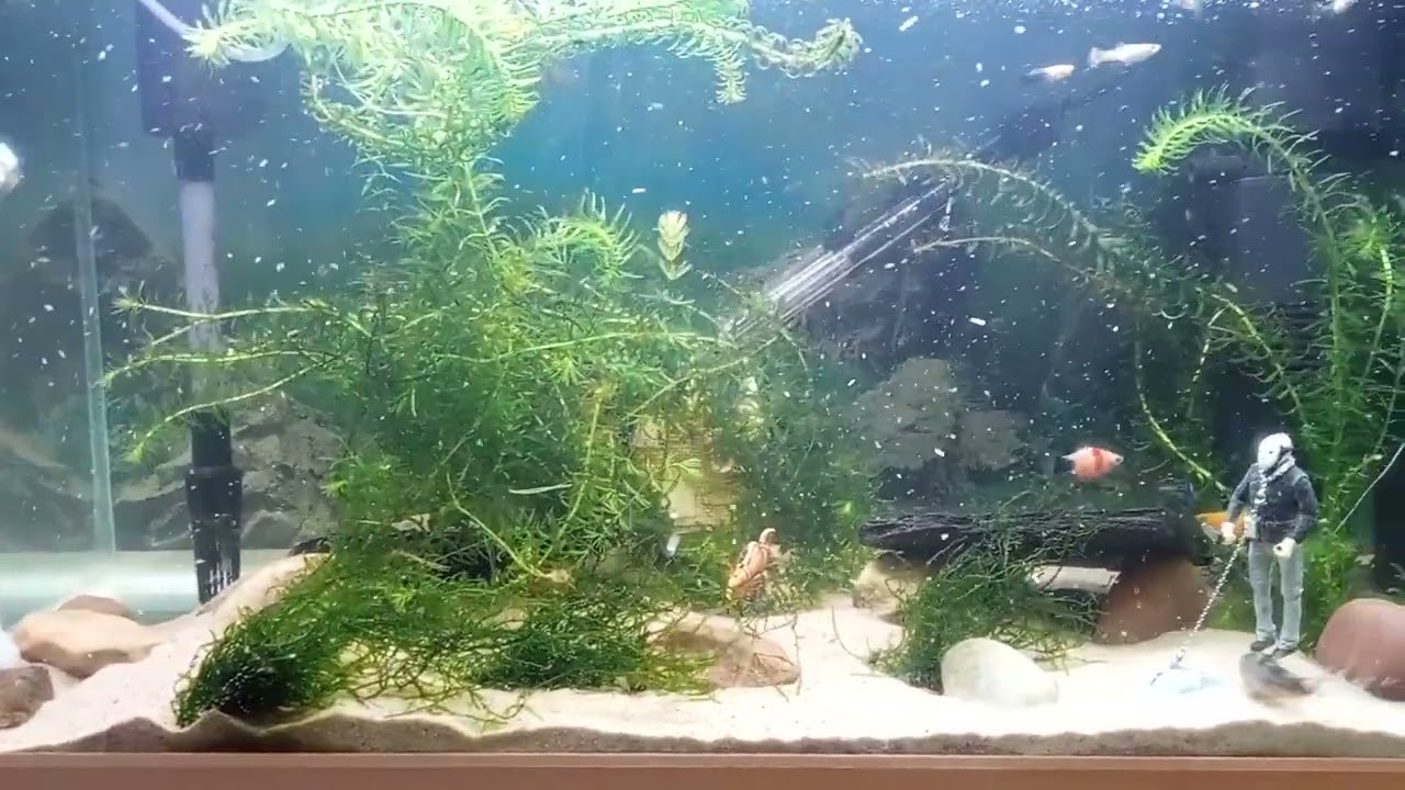 Looking so clear now sand and plants help so much 