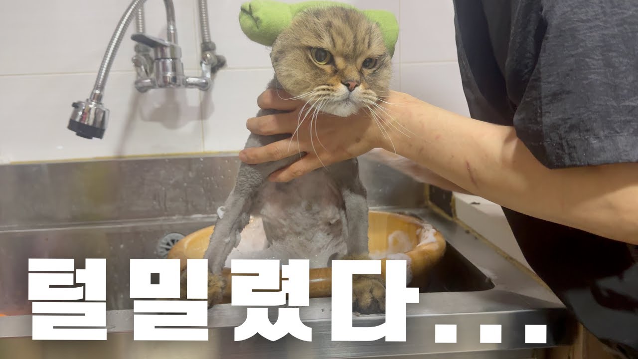하악질 한번 안하는 0.001% 고양이
