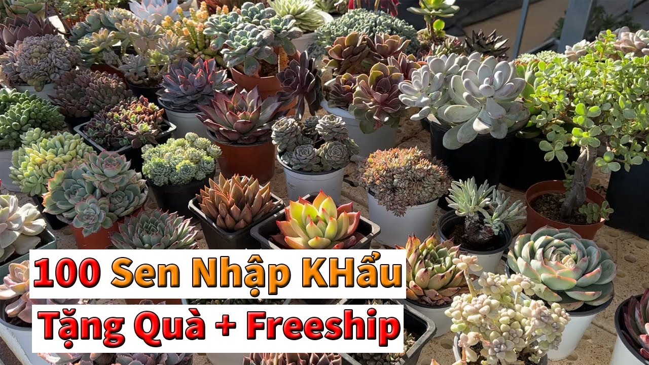Khuyến mãi sen nhập khẩu lần cuối rồi nghỉ tết | succulent Gia Nghia
