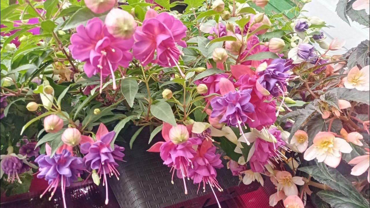 🌸Фуксия - от маленького череночка, до пушистого кустика. 🌸