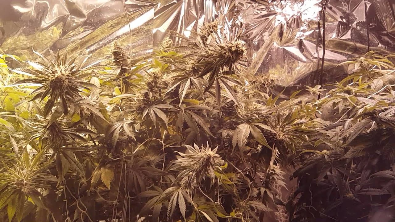 Holy grail kush 4x4 scrog!!!