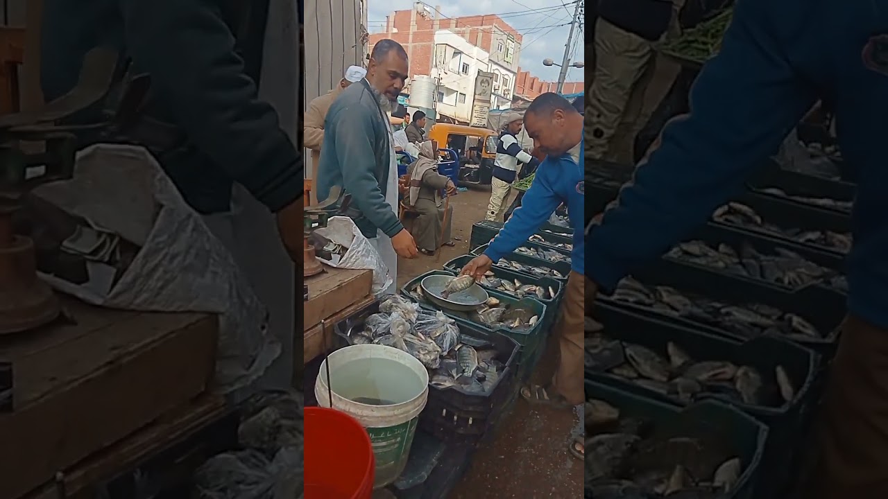 الجمعه 16/1/2026 سمك وصل طازه بيلعب من المزرعه عنواني قريه الاخيوة مركز الحسينيه محافظه الشرقيه 