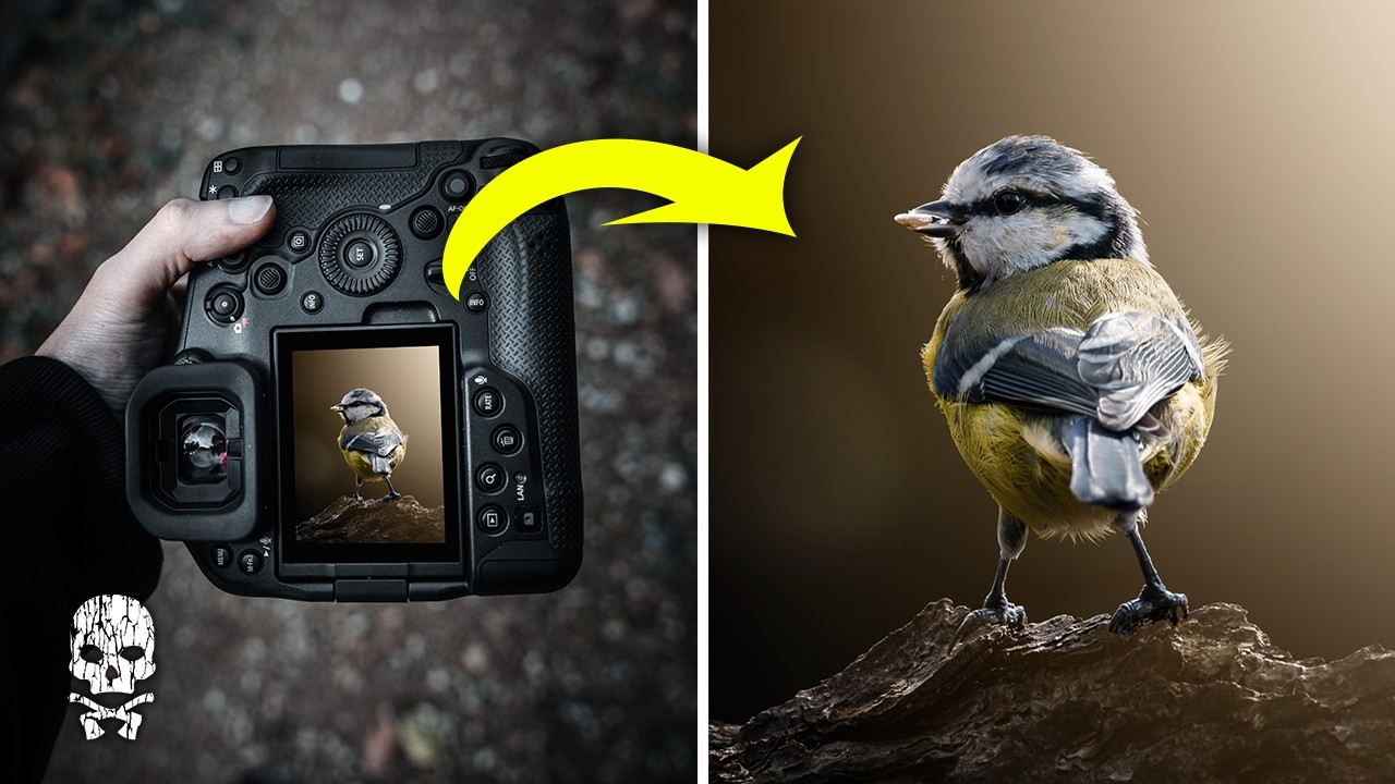 Фотосъемка птиц. Как делать резкие снимки?
