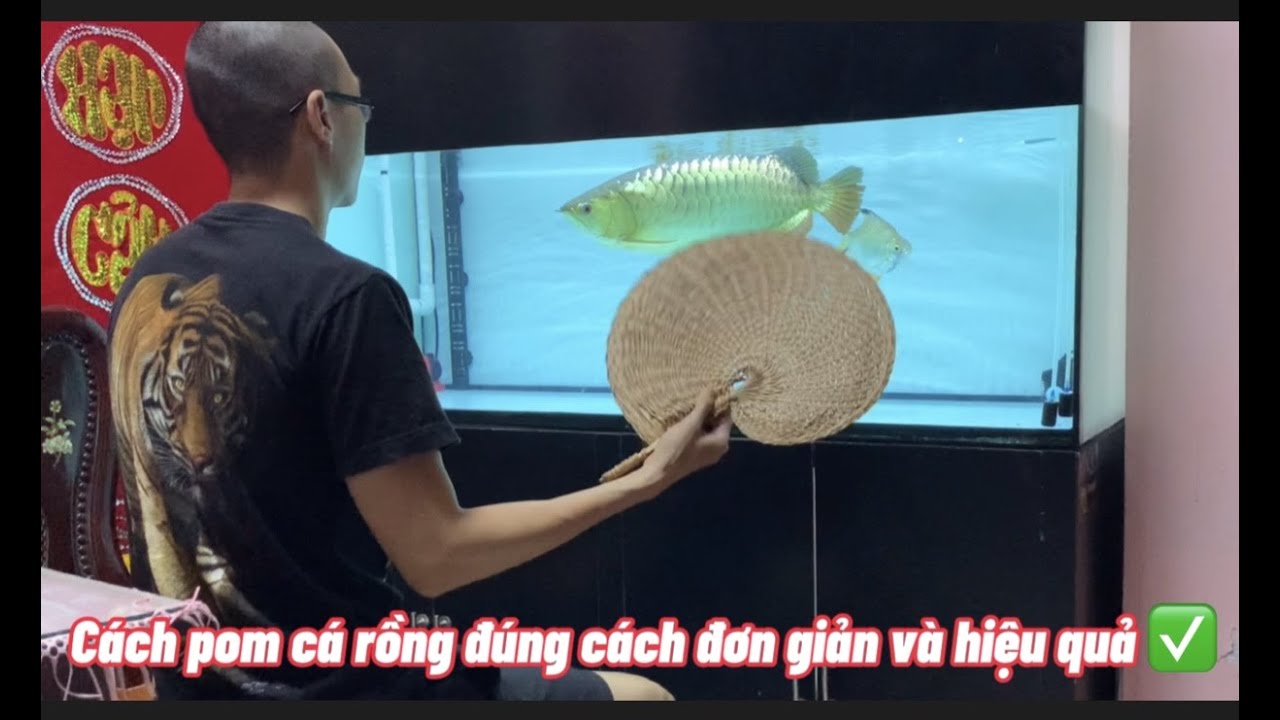 CHIA SẼ | CÁCH POM CÁ RỒNG ĐƠN GIẢN HIỆU QUẢ ĐÚNG CÁCH..|