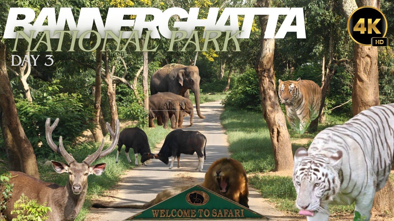 Bannerghatta National Park | பன்னேர்கட்டா தேசிய பூங்கா | Safari Ride | Bangalore.