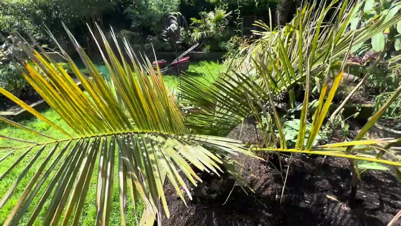 Butia eriospatha & Jubaea chilensis in Manchester