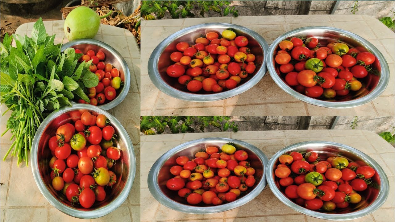 ఈ రోజు గార్డెన్ లో కోసిన టొమాటోలు |Tomato plant growing tips @homemakerstrategy 