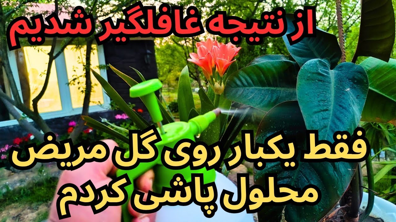 بهترین قارچ‌کش و باکتری کش ارگانیک برای درختان میوه و گلهای آپارتمانی که واقعاً ارزش امتحان داره