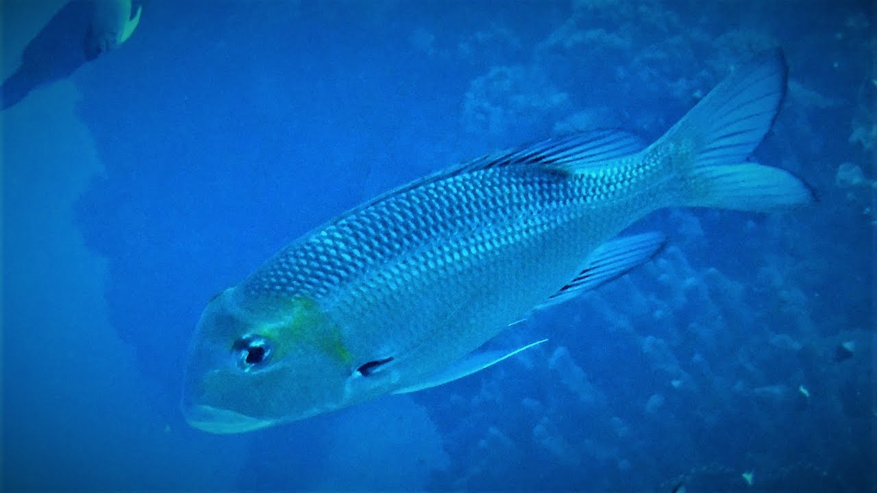 Bigeye emperor (Monotaxis grandoculis) humpnose big-eye bream, bigeye barenose, bigeye bream