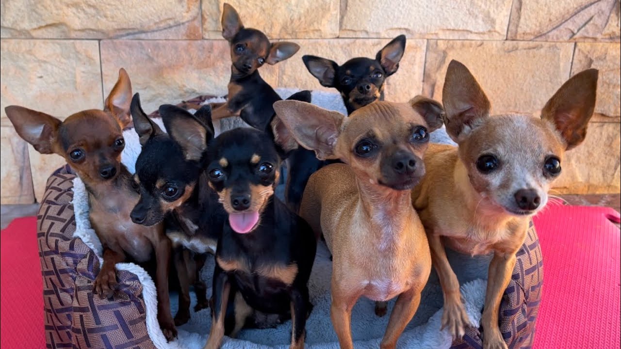 VAMOS EMBORA E PILILIU FICA DESESPERADO | PINSCHER FILHOTES