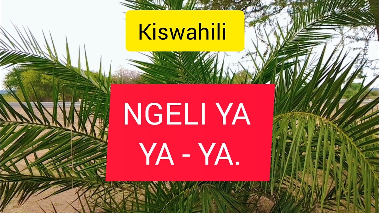 KISWAHILI // NGELI YA YA - YA