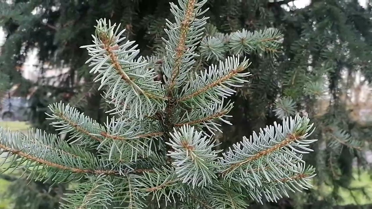 Ель сербская (Picea omorika)
