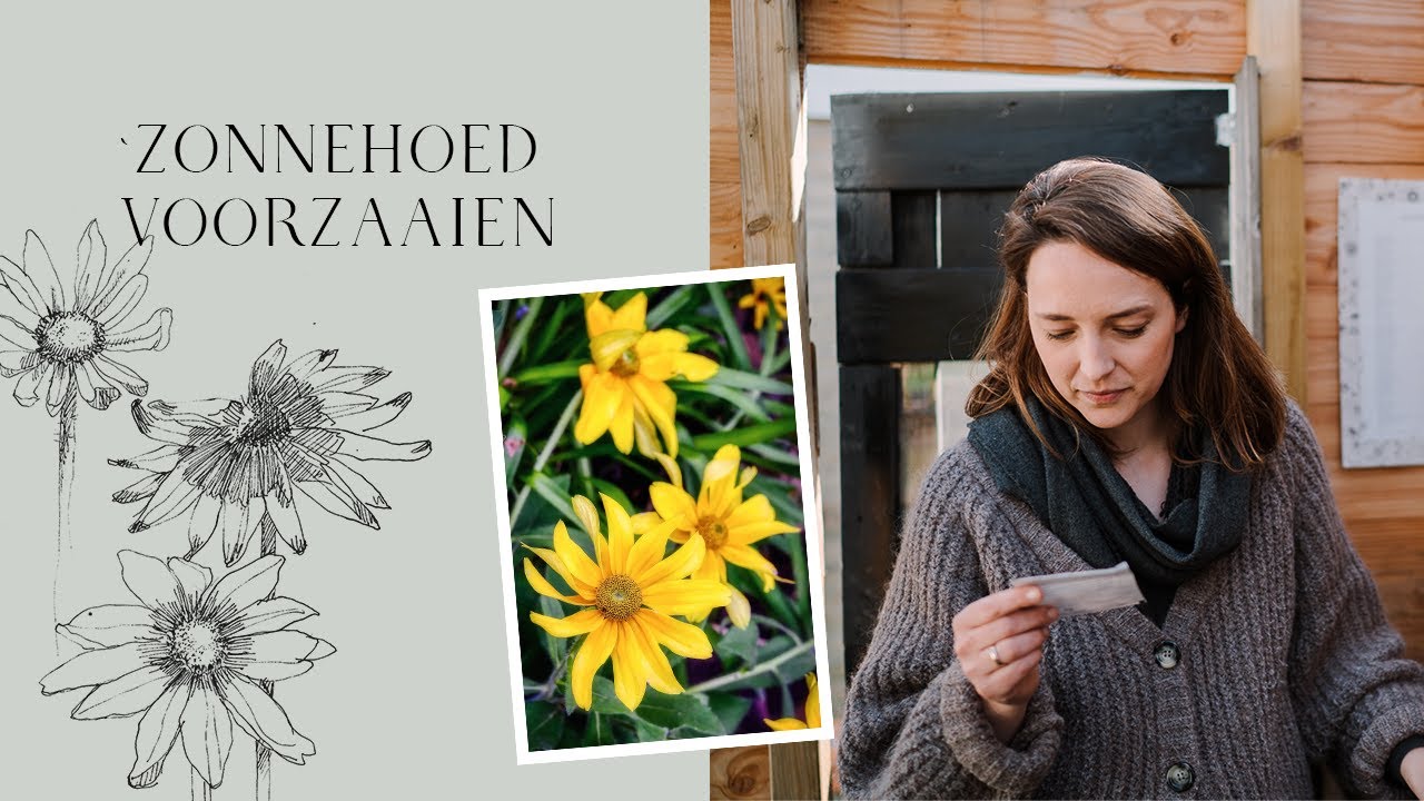 Zonnehoed (Rudbeckia) voorzaaien - MAY & JUNE