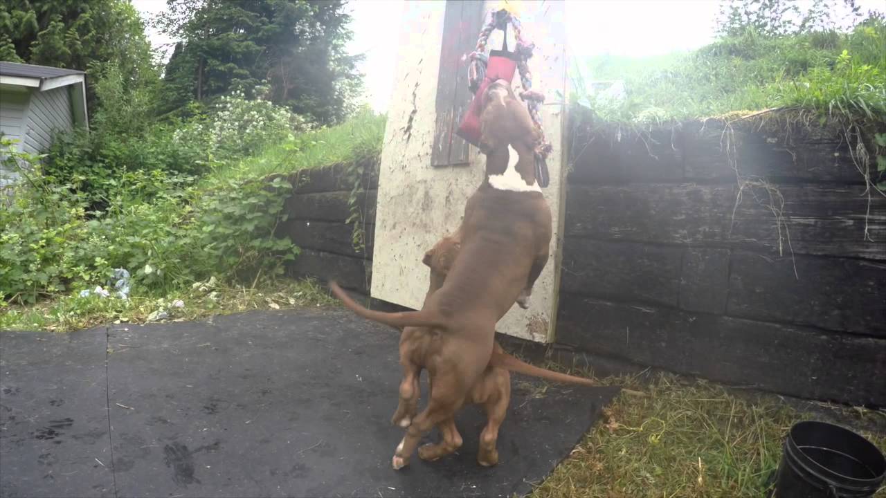 Muscled up pups playing with spring pole