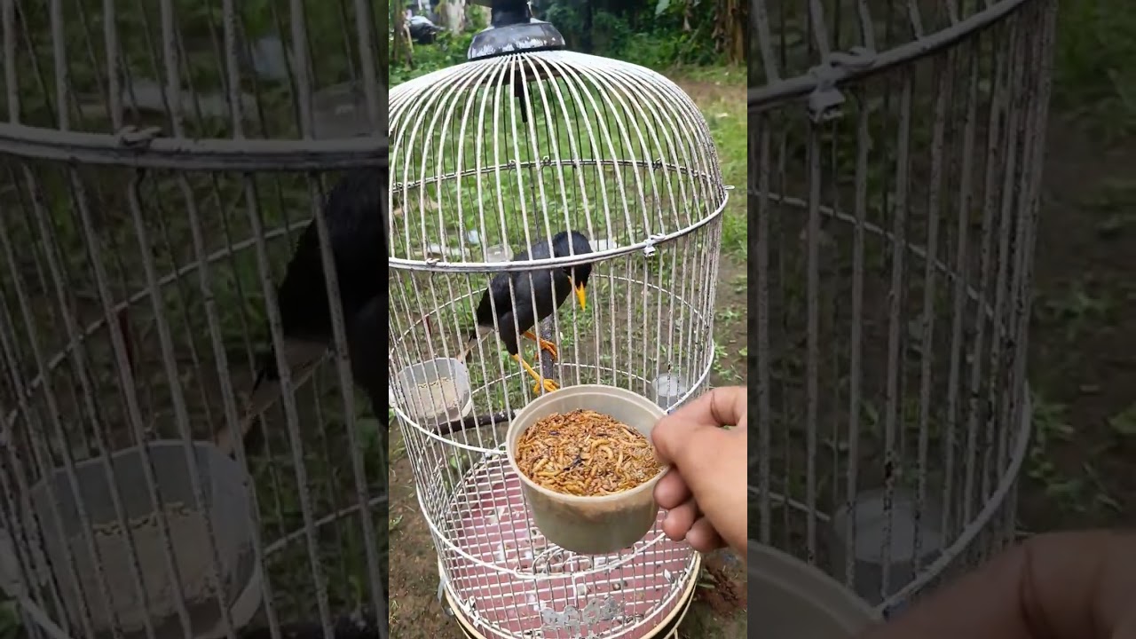 Perawatan Jalak kebo gacor Jinak #shortvideo #jalakkebogacor #fypshorts #fypシ゚viral #reels #birds 
