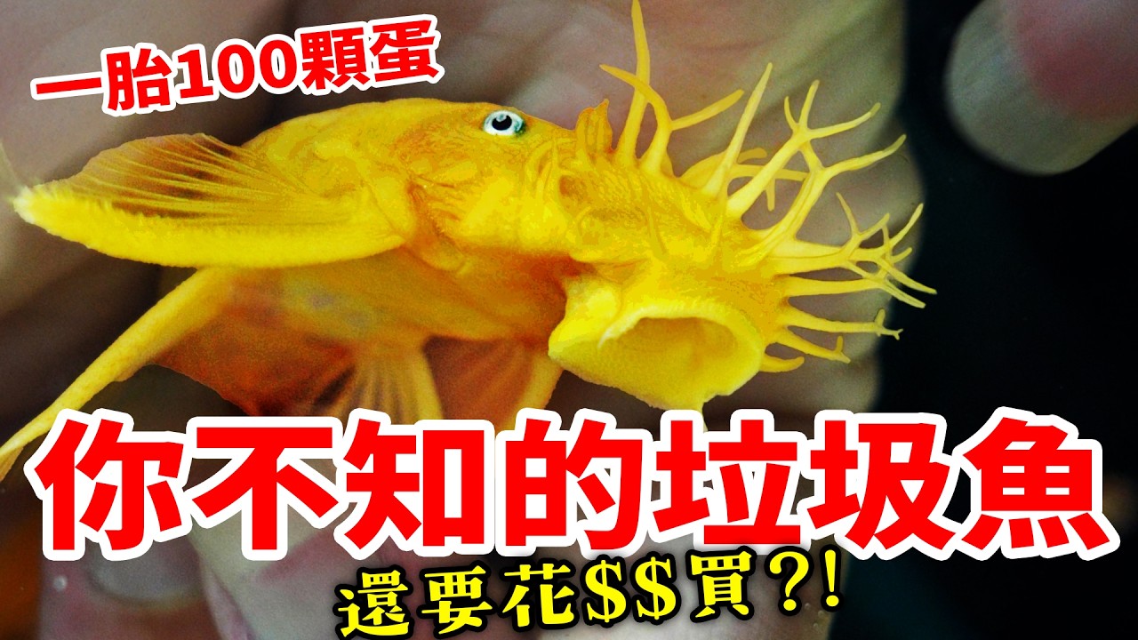 異形魚／垃圾魚💥真實飼養教學大揭密 Pleco Fish Care. Real Care Tips About “Tank Cleaners” Algae Eater. sucker fish.