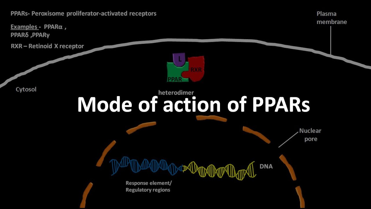 PPARs and its mode of action