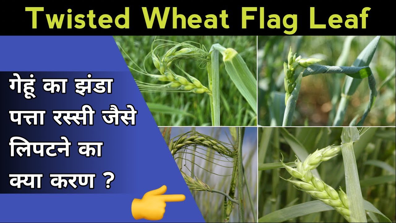 सावधान ⚠️ गेहूं का झंडा पत्ता रस्सी जैसे लिपटने का क्या करण 😱 | Twisted or Turn Flag Leaf in Wheat