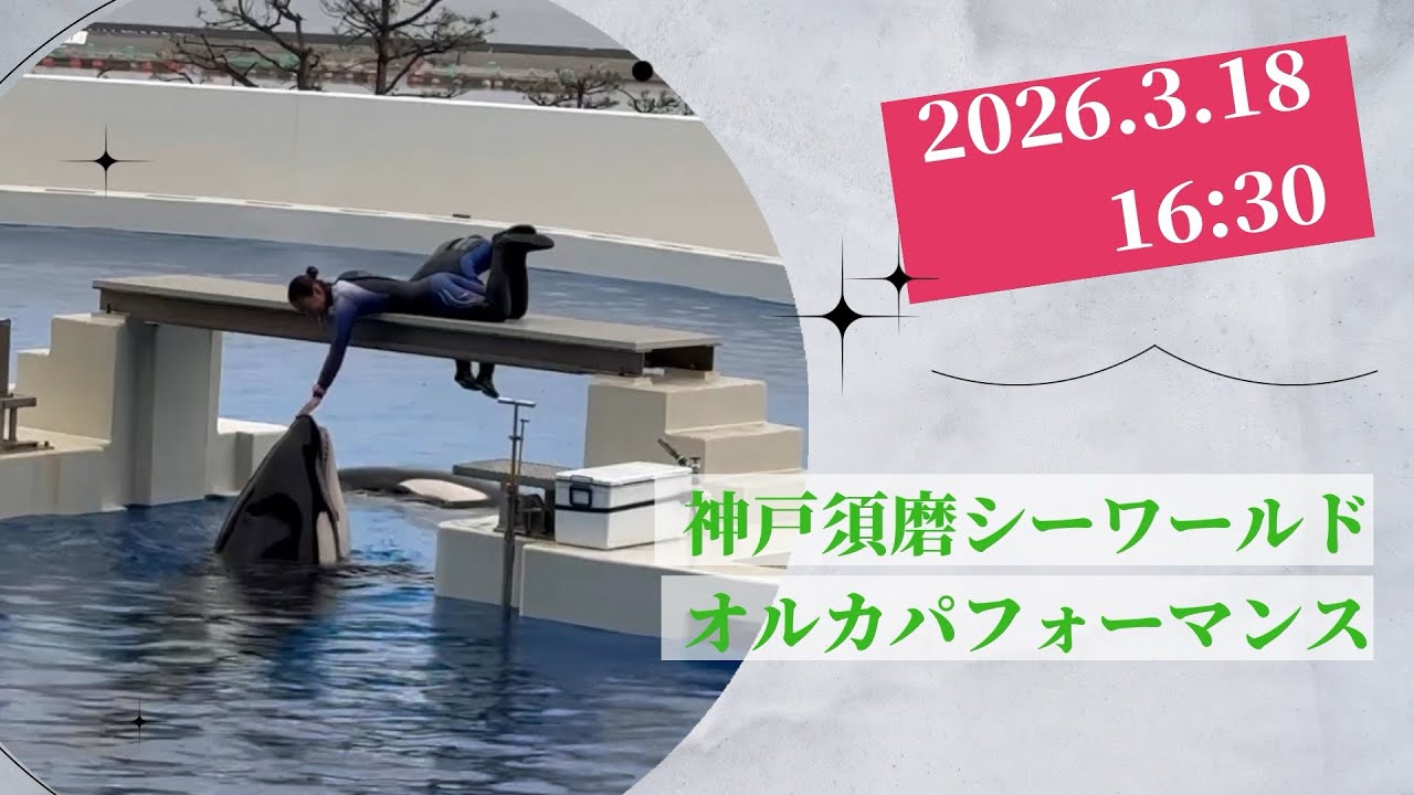 神戸須磨シーワールド　オルカパフォーマンス　2026.3.18 16:30
